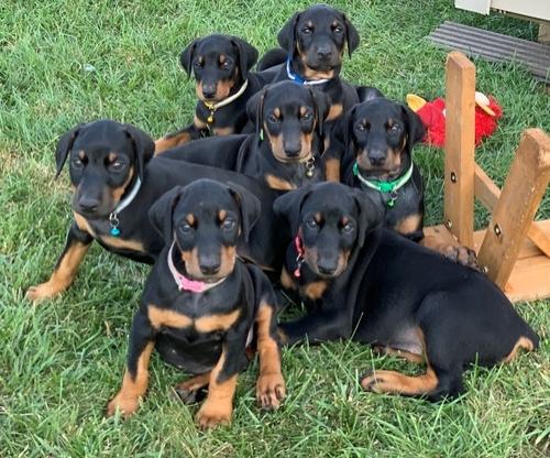 Doberman Puppies for adoption.