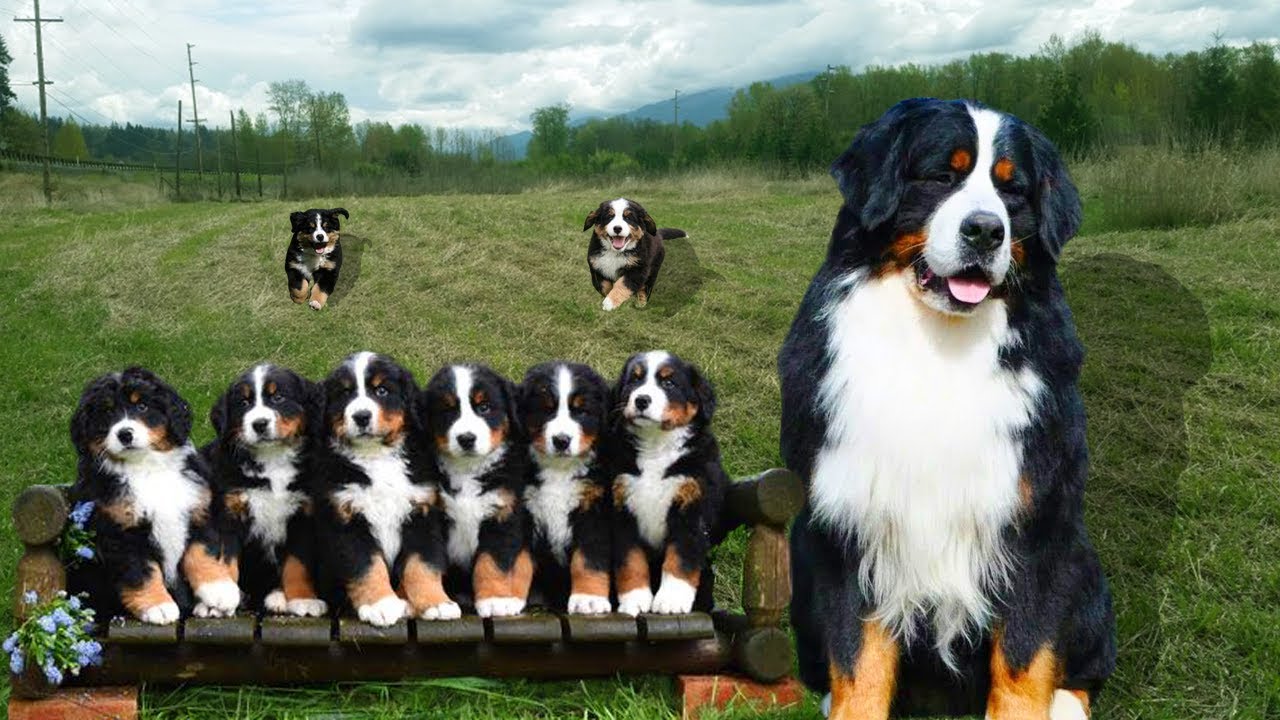 Healthy Bernese Mountain Dog Puppies