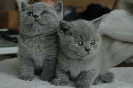 Healthy BLUE british shorthair Kittens