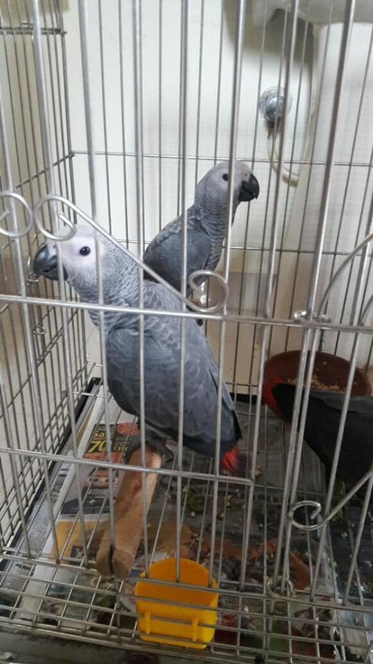 Lovely Hand-reared Congo African Gray Parrots
