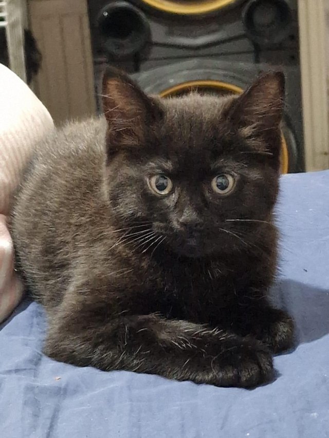 9 week old smokey black female kitten ??