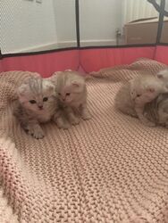 Lovely Scottish Fold Kittens