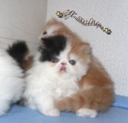 Beautiful Perisan kittens