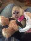 Much needed baby capuchin monkeys