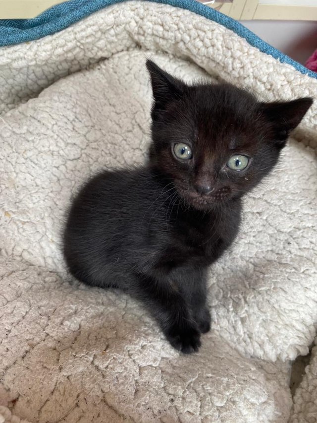 Lovely little black kittens for sale